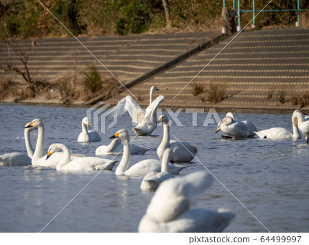 A graceful and beautiful swan flapping group that flew to the Koshibe River A graceful and beautiful swan flapping group that flew to the Koshibe River 64499997