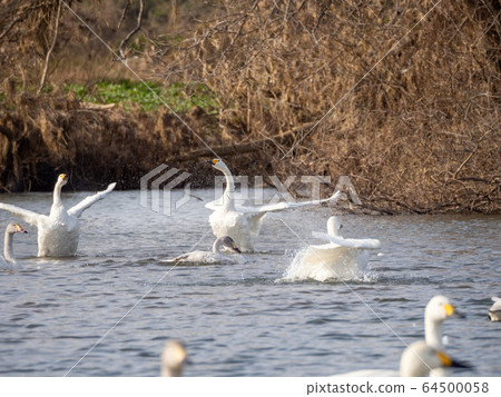 A graceful and beautiful swan flapping group that flew to the Koshibe River 64500058