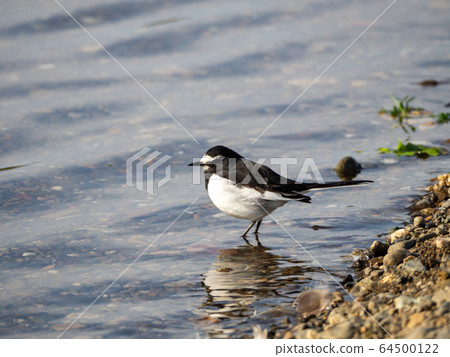 河濱黑背Wa 64500122