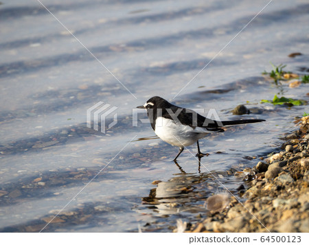 河濱黑背Wa 64500123