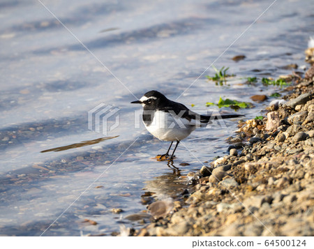 河濱黑背Wa 河濱黑背Wa 64500124