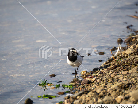 河濱黑背Wa 64500127