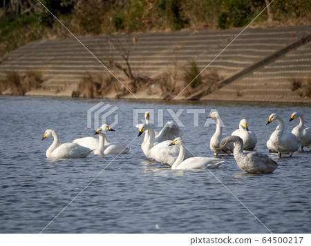 優美而美麗的天鵝湧向越越河 優美而美麗的天鵝湧向越越河 64500217