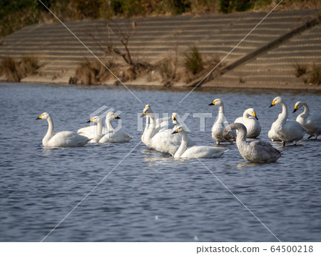 A graceful and beautiful swan that flocked to the Koshibe River 64500218