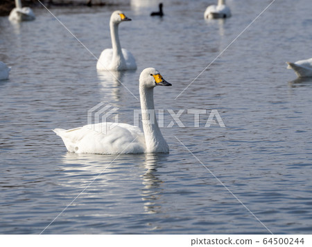 優美而美麗的天鵝湧向越越河 優美而美麗的天鵝湧向越越河 64500244