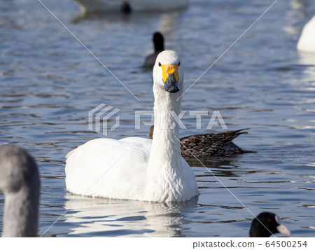 優美而美麗的天鵝湧向越越河 優美而美麗的天鵝湧向越越河 64500254