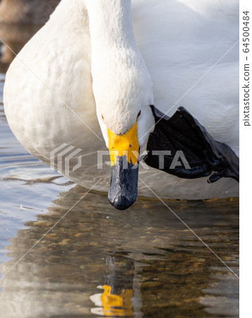 A graceful and beautiful swan that flocked to the Koshibe River 64500484