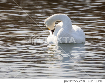 A graceful and beautiful swan that flocked to the Koshibe River A graceful and beautiful swan that flocked to the Koshibe River 64500491