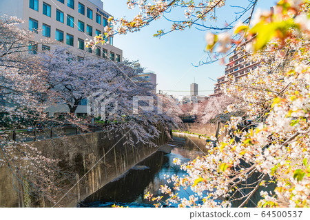 日本的春天東京板橋區石上河綠色路旁的櫻花 日本的春天東京板橋區石上河綠色路旁的櫻花 64500537