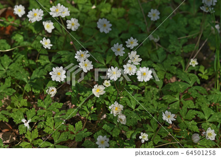 White flower bouquet 64501258