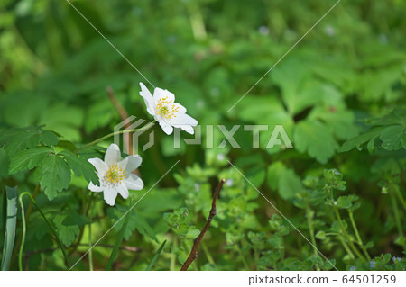White flower bouquet White flower bouquet 64501259