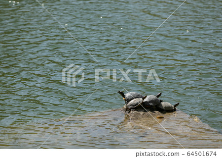 龜幹群 龜幹群 64501674