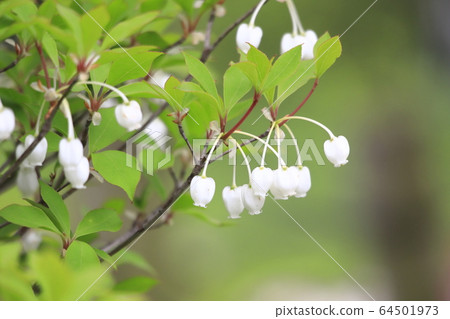 Cute dwarf azalea flowers 64501973