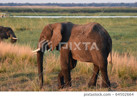 非洲大象（博茨瓦納喬比國家公園） 64502664
