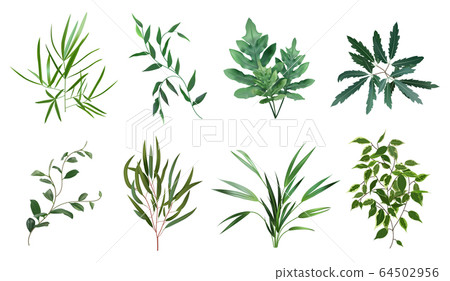 Green realistic herbs. Eucalyptus, fern plant, greenery foliage plants, botanical natural leaves herbs isolated vector illustration set Green realistic herbs. Eucalyptus, fern plant, greenery foliage plants, botanical natural leaves herbs isolated vector illustration set 64502956