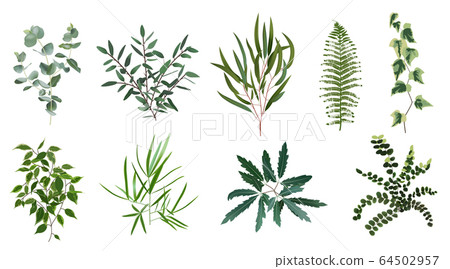 Organic plant sketch, fresh herb and flower Stock Vector Image & Art - Alamy