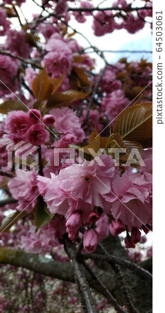Double cherry blossoms 64503061