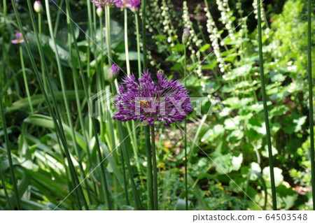 Allium Allium 64503548