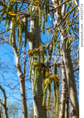 Russia. Saint-Petersburg. In mid-spring, picturesque poplar seeds hang like earrings from tree branches in parks and squares. 64503714