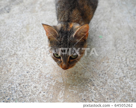 <Guatemala> Stray cat 64505262