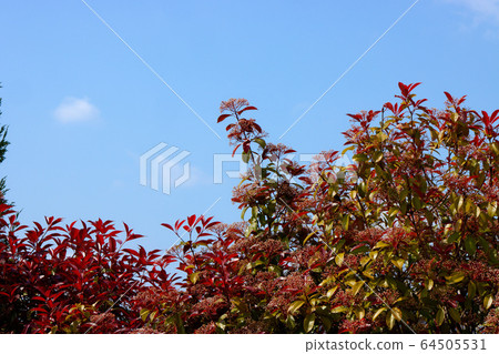 White flowers on the red young leaves of Beni White flowers on the red young leaves of Beni 64505531