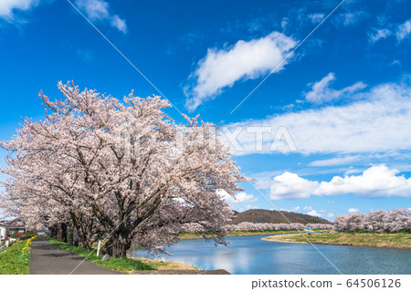 Blue sky and Ichimoku Senbonzakura Ogawara Town, Miyagi Prefecture 64506126