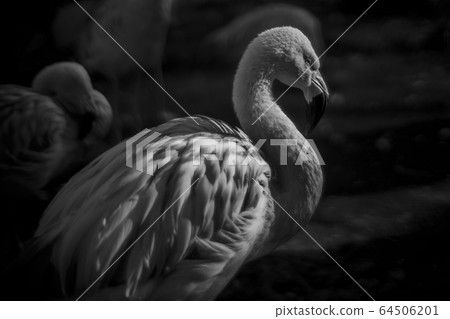 Flamingo shot with an old lens (ZUIKO AUTO-S 55mm F1.2) 64506201