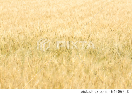 Wheat field 64506738