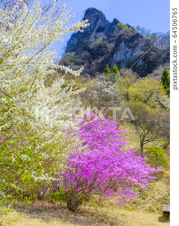 Honey azalea and head rock (vertical) Honey azalea and head rock (vertical) 64506765