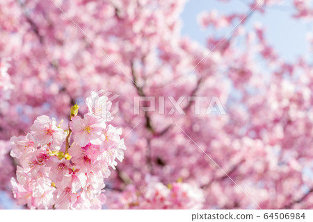 Pink Kawazu cherry blossom up Pink Kawazu cherry blossom up 64506984