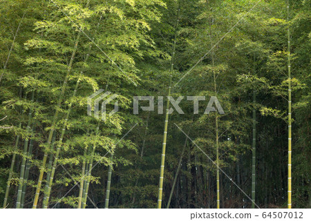 Green bamboo grove Green bamboo grove 64507012