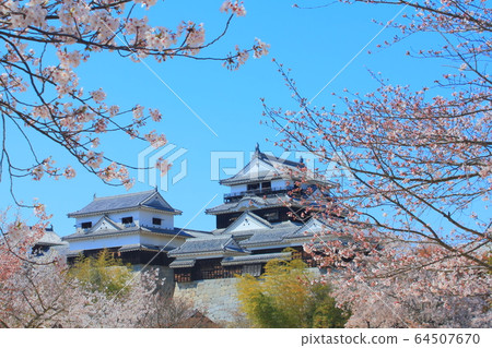 [Ehime Prefecture] Matsuyama Castle "Tenshu" in full bloom 64507670