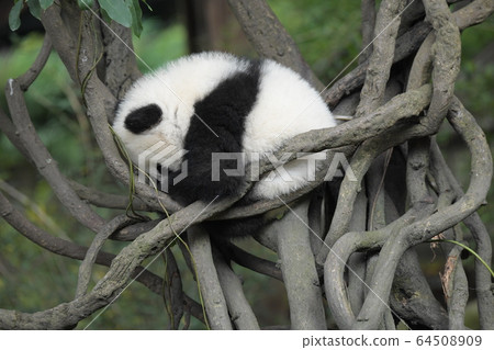 小熊貓 小熊貓 64508909