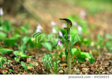 Spring Flower Hundred Flowers Ran 12 64508933