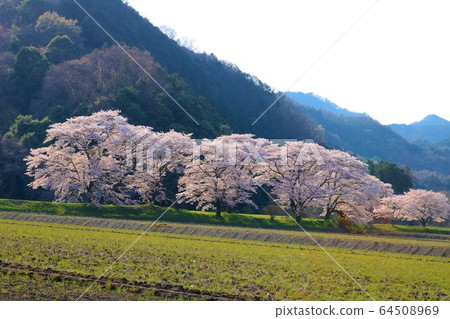 櫻花春天風景相模小月 櫻花春天風景相模小月 64508969