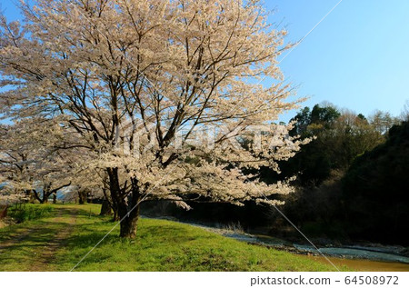 櫻花春天風景相模小月 櫻花春天風景相模小月 64508972