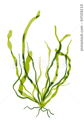 Seaweed Hiraaoori vector material 64509210