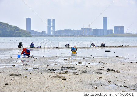 博多灣鹽濱海水浴場貝殼狩獵貝類挖淺灘 博多灣鹽濱海水浴場貝殼狩獵貝類挖淺灘 64509501