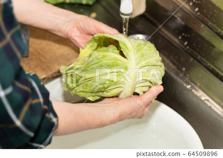 Senior woman washing cabbage Senior woman washing cabbage 64509896