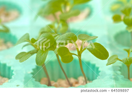 seedling soilless or hydroponic seedling soilless or hydroponic 64509897