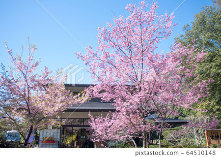 東京金大寺附近的茶館和富士櫻 東京金大寺附近的茶館和富士櫻 64510148