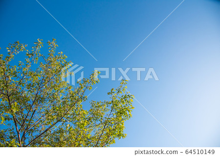 樹木在蔚藍的天空中閃耀 樹木在蔚藍的天空中閃耀 64510149