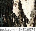 Tree bark texture. White birch 64510574