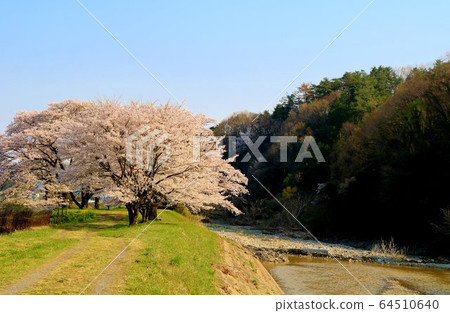 To木縣相模市Sakura Spring Country Country Landscape To木縣相模市Sakura Spring Country Country Landscape 64510640