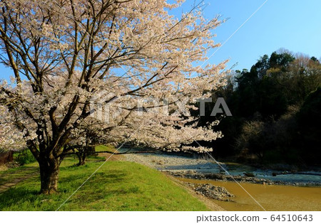 Sakura Spring Countryside Landscape Sagami, Tochigi Prefecture 64510643