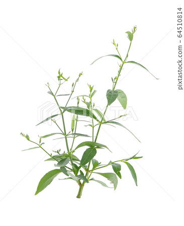 Andrographis paniculata on white background Andrographis paniculata on white background 64510814