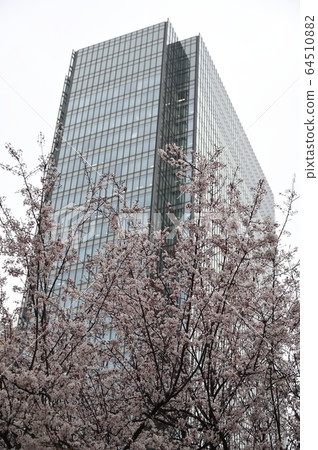 Cherry blossoms in Higashi-Umeda Building Street 64510882