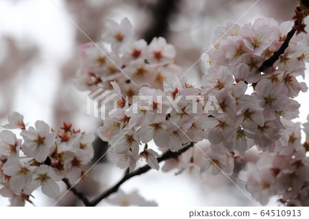 Cherry blossoms in Tokyo Cherry blossoms in Tokyo 64510913