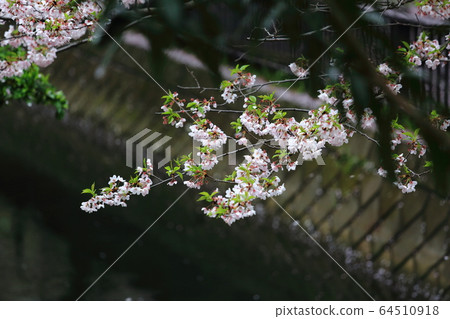 Cherry blossoms in Tokyo Cherry blossoms in Tokyo 64510918
