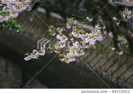 Cherry blossoms in Tokyo Cherry blossoms in Tokyo 64510922
